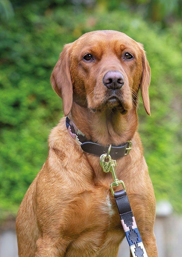 Polo dog deals lead