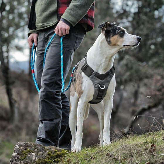 Kurgo Journey Air Dog Harness | Buy Online