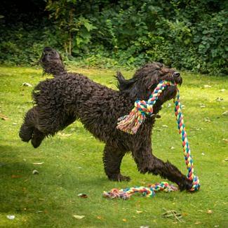 Petface King Sized Tug Rope Dog Toy 