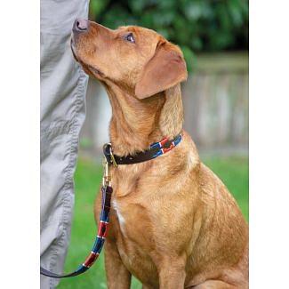 Digby & Fox Drover Polo Dog Collar