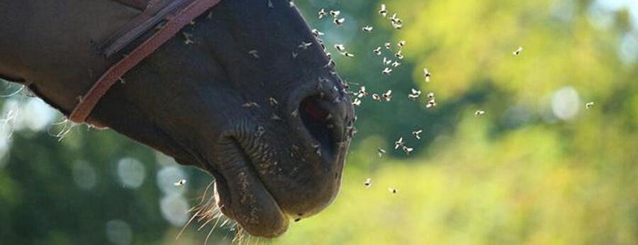 Blog | Best Fly Sprays For Horses | Chelford Farm Supplies