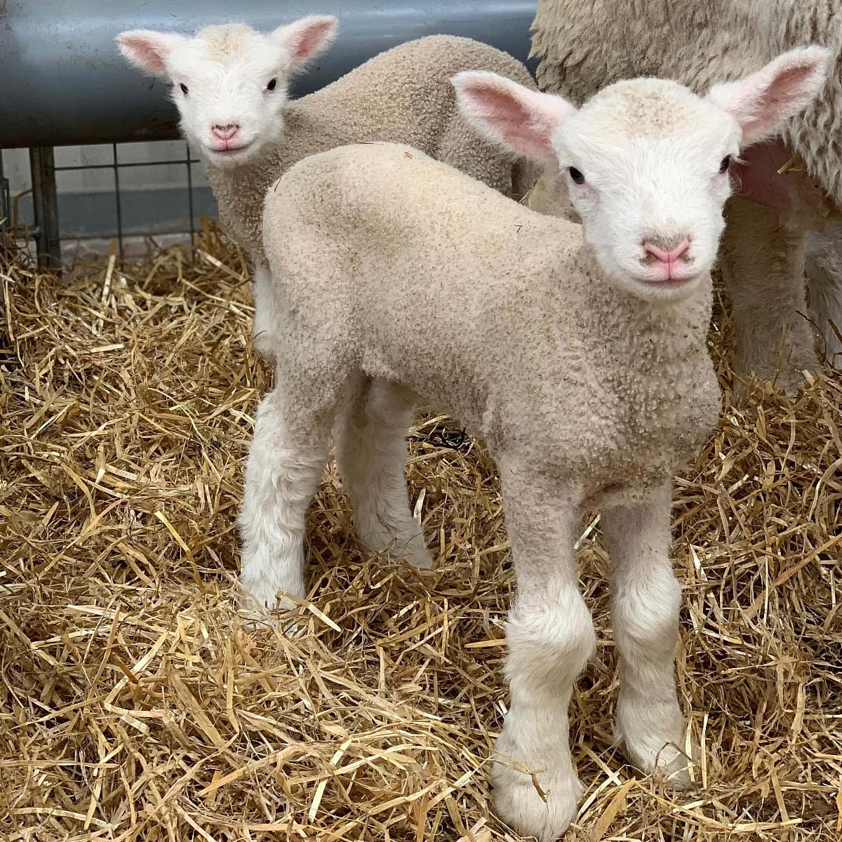 Blog | Which Months Are Lambs Born | Chelford Farm Supplies