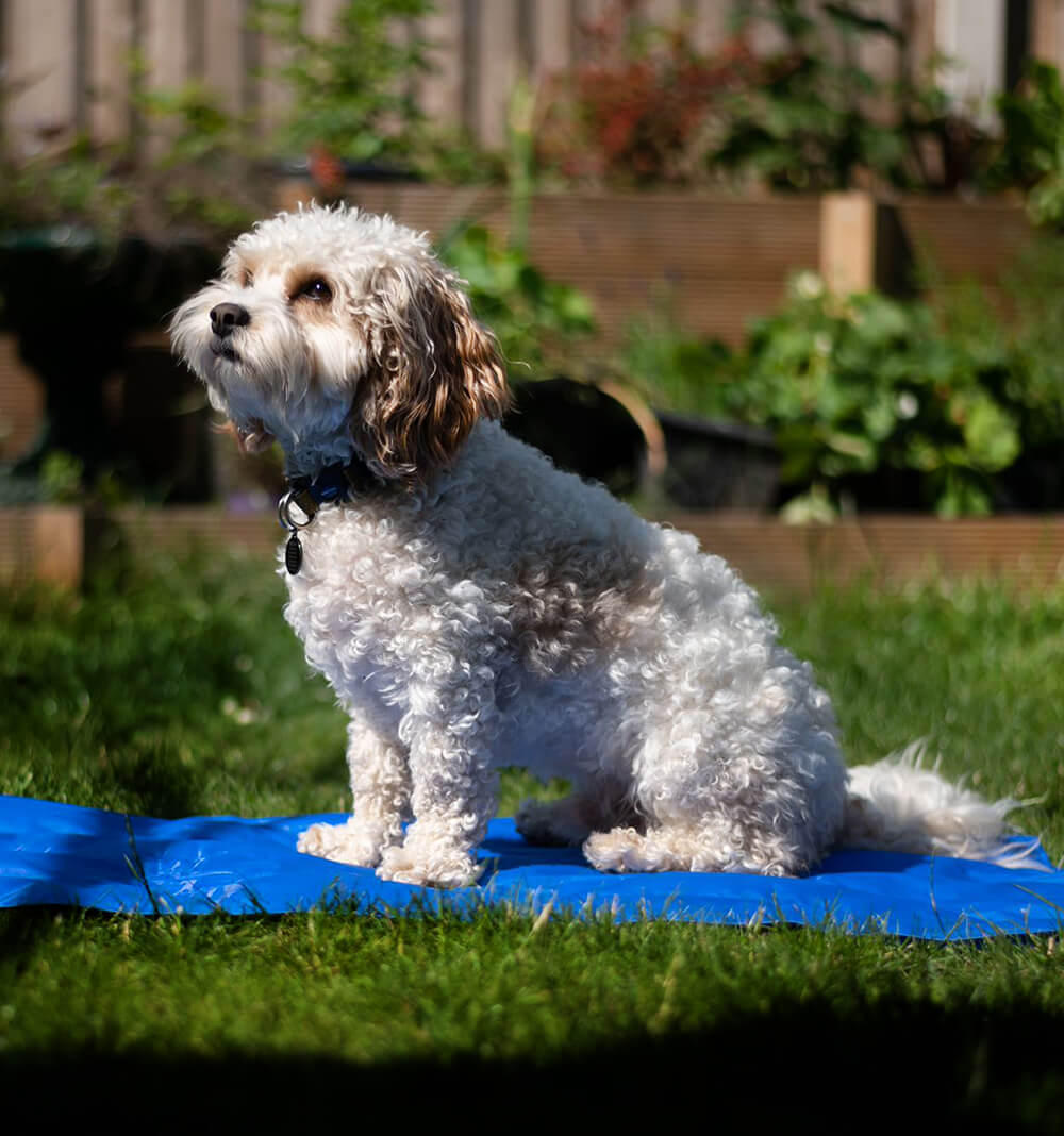 How To Cool Down Your Dog In The Summer Heat