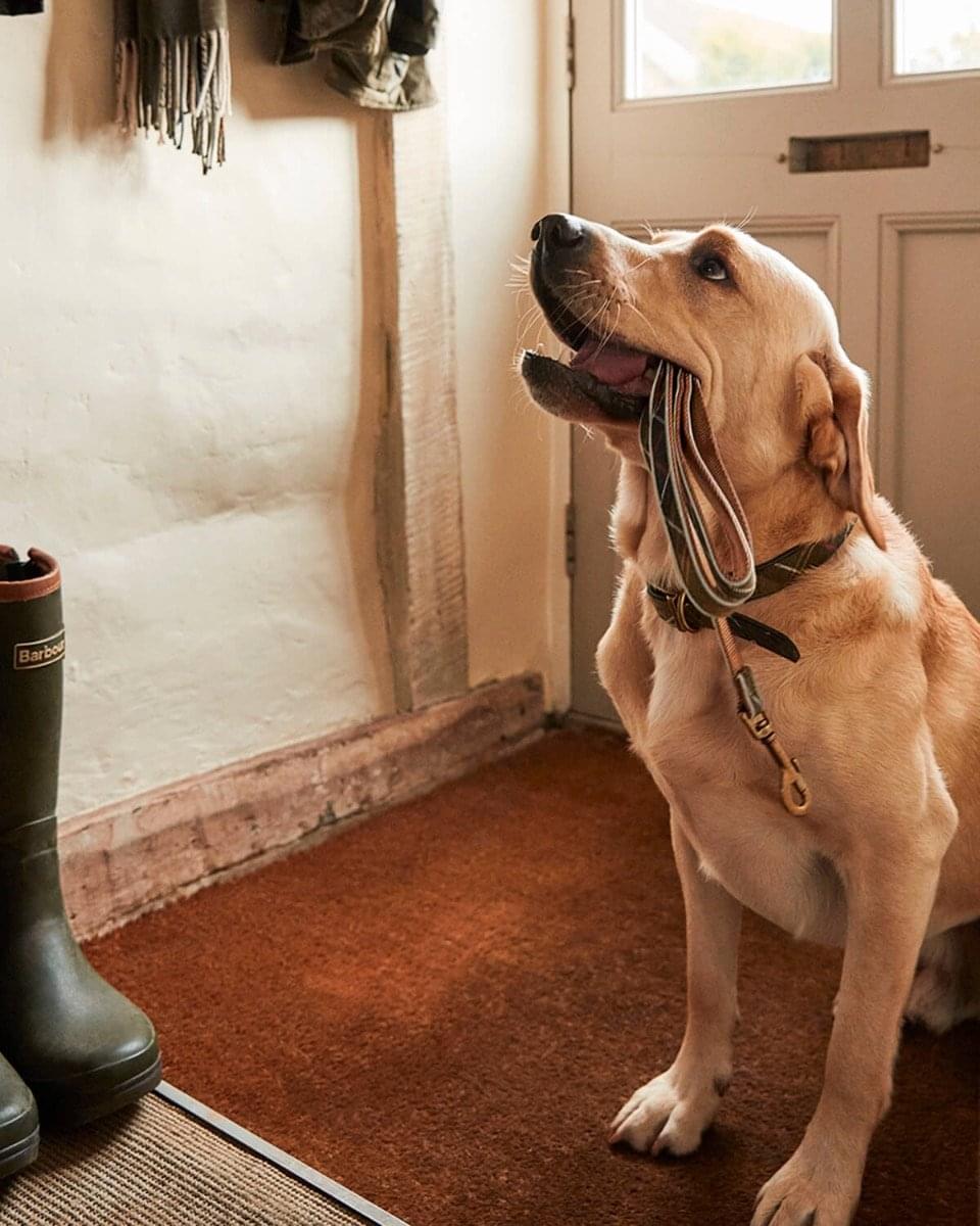 Do Vets Collars or Harnesses For Dogs?