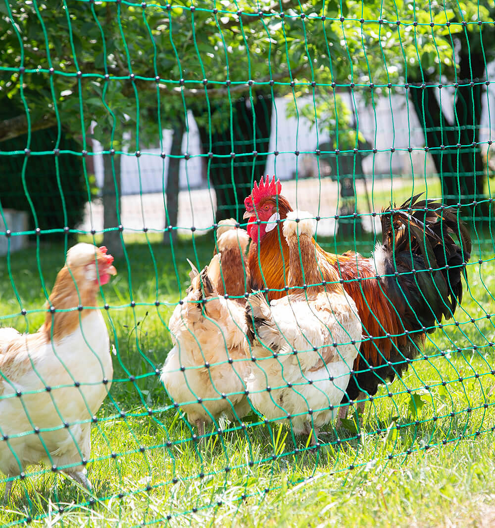 Poultry Netting Kits Explained  The Best Poultry Electric Netting Kits